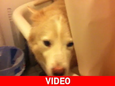 Αυτός είναι σκύλος – φύλακας